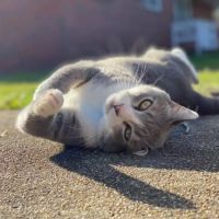 Strawbridge Animal Care ico