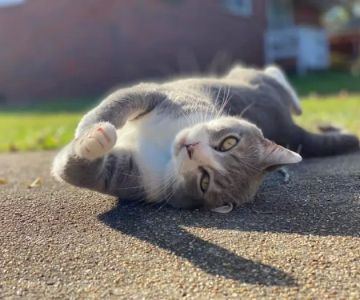 Strawbridge Animal Care