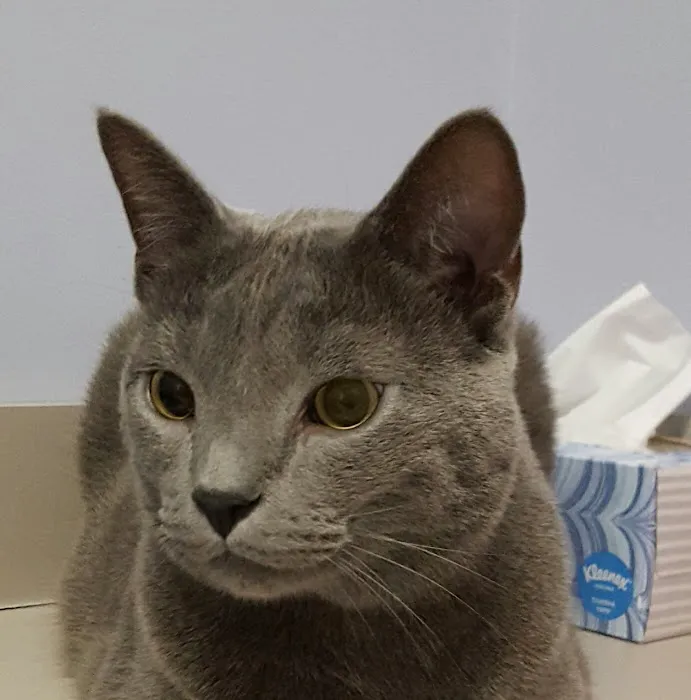 Healing With Heart Veterinary Care 1