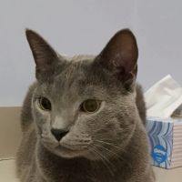 Healing With Heart Veterinary Care ico
