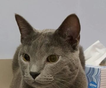 Healing With Heart Veterinary Care