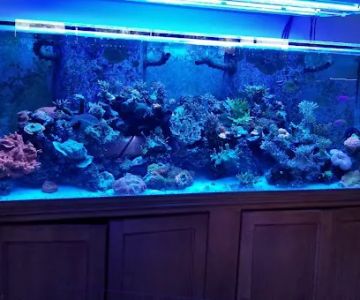 Shipwreck Cove Tropical Fish and Custom Aquariums