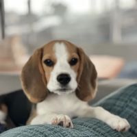 Atlantic Veterinary Center ico