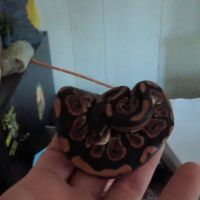 Hutches Clutches ico