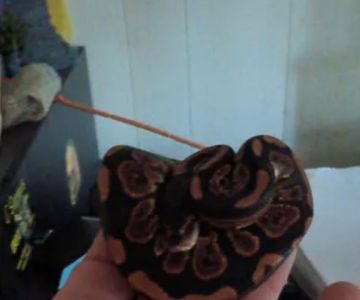 Hutches Clutches
