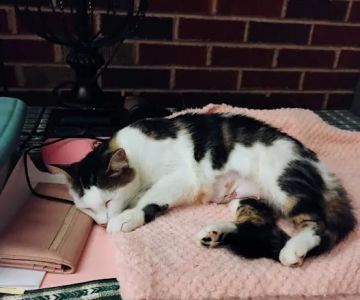Cox Veterinary Hospital PC
