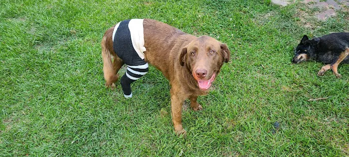 Healing Paws Veterinary Hospital 12