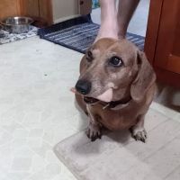 Healing Paws Veterinary Hospital ico