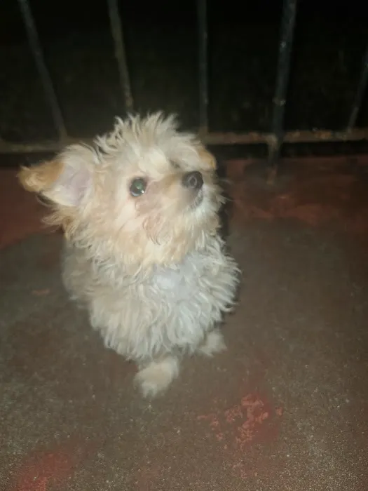 Montclair Animal Clinic 12