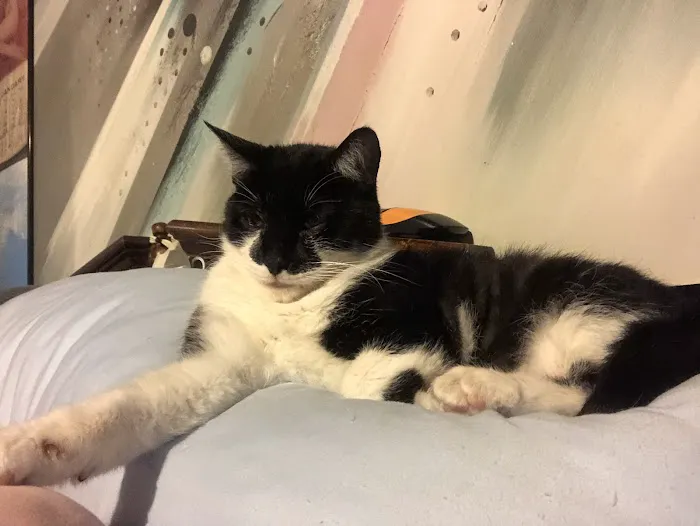 Montclair Animal Clinic 12
