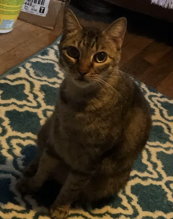 Montclair Animal Clinic 12