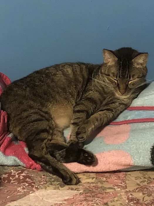 Montclair Animal Clinic 12