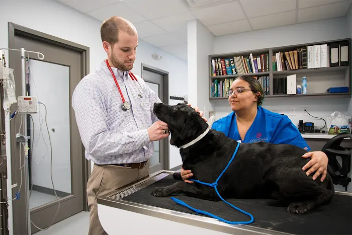 Avondale Animal Hospital 12