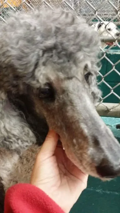 Bessemer McCalla Animal Clinic 12