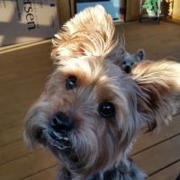 Bessemer McCalla Animal Clinic ico