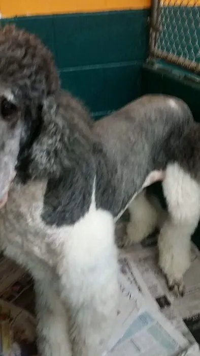 Bessemer McCalla Animal Clinic 12