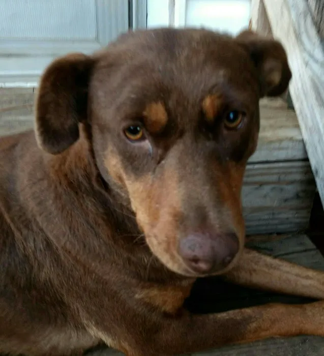Bessemer McCalla Animal Clinic 12