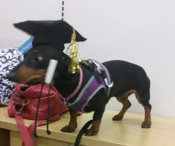 Petco