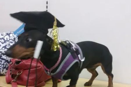 Petco