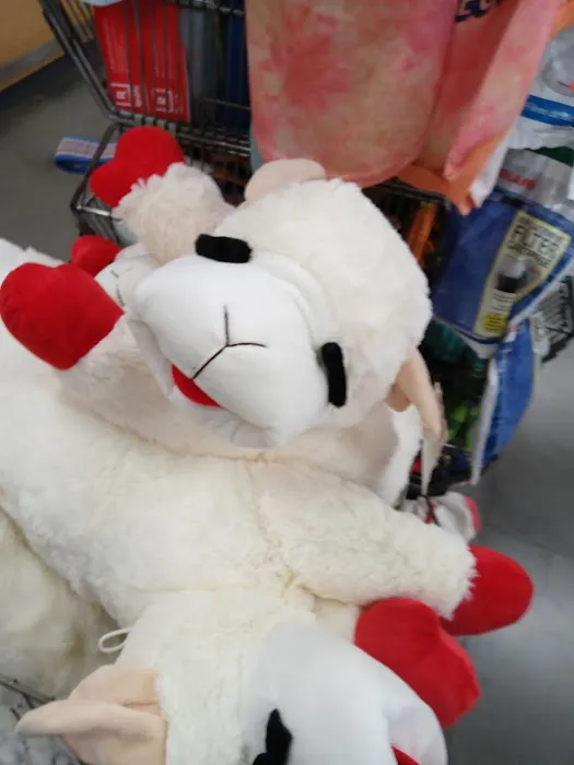 Petco 12