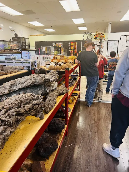 REPTILE FACTORY 12