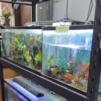 High Desert Pet Shop ico