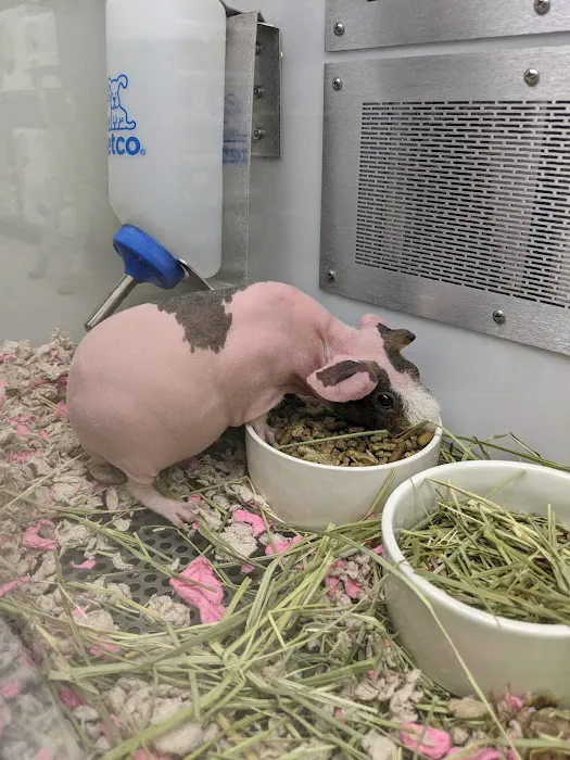 Petco 5