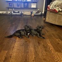 Hueytown Veterinary Clinic & Pet Lodge ico