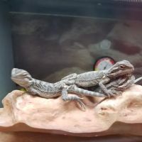 Petco ico