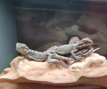 Petco