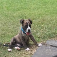 Midfield Animal Clinic ico
