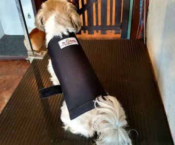 Pet Guardian Shield No More Cone!