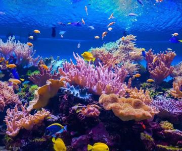 Bermuda Aquatics Exotic Fish & Ponds