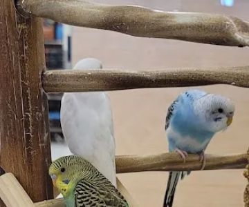 Petco