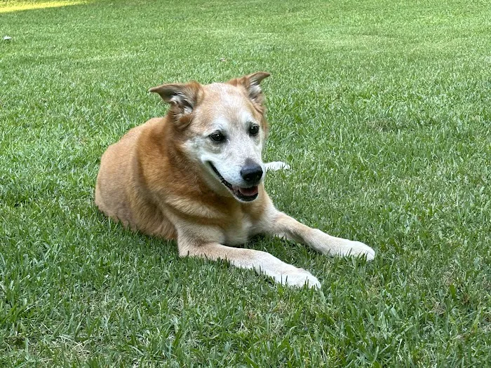 Lake Murray Animal Hospital 12