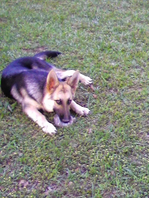 Lake Murray Animal Hospital 12