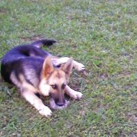 Lake Murray Animal Hospital ico