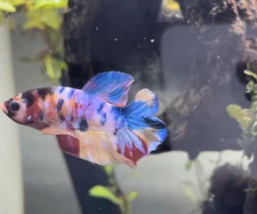 Tropicflow Aquatic