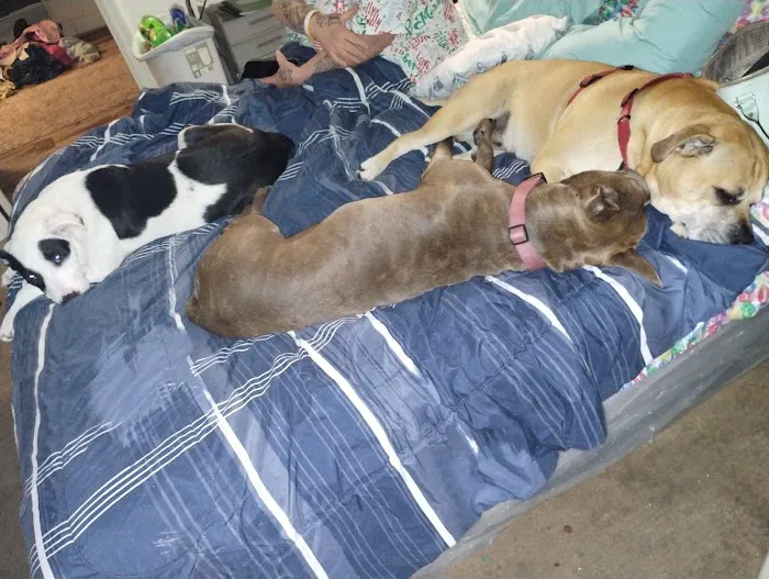 Batesburg-Leesville Animal Hospital 12