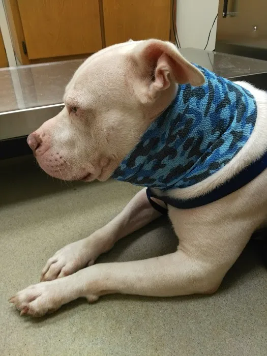 Batesburg-Leesville Animal Hospital 12