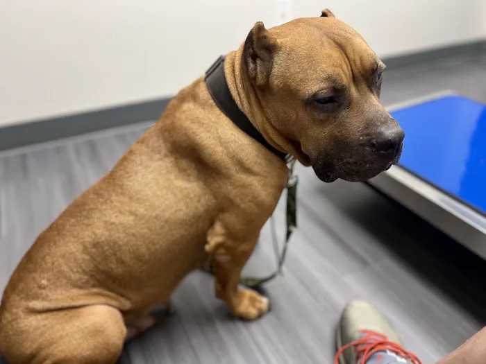 Batesburg-Leesville Animal Hospital 12