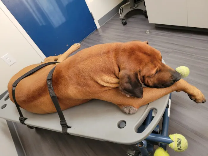 Batesburg-Leesville Animal Hospital 12