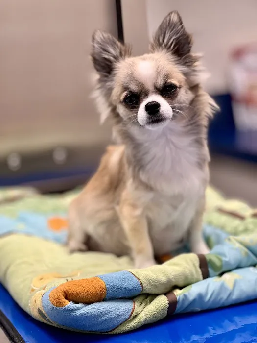Batesburg-Leesville Animal Hospital 12