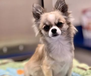 Batesburg-Leesville Animal Hospital
