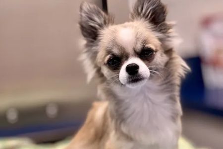 Batesburg-Leesville Animal Hospital