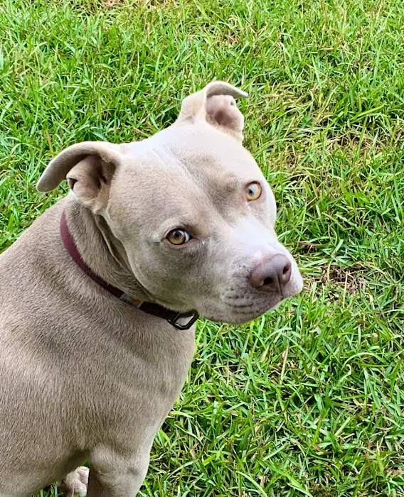 Chapin Veterinary Care Center 12