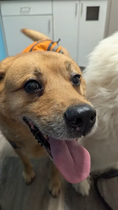 Chapin Veterinary Hospital 12