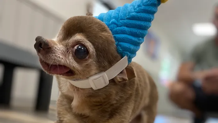 Chapin Veterinary Hospital 12