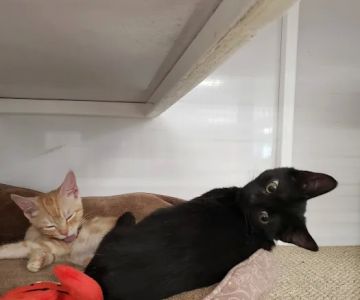 Petco