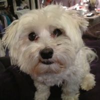 Clearview Veterinary Hospital ico
